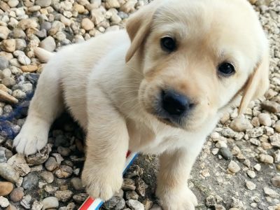 Labrador