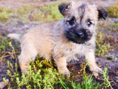 Cairn Terrier