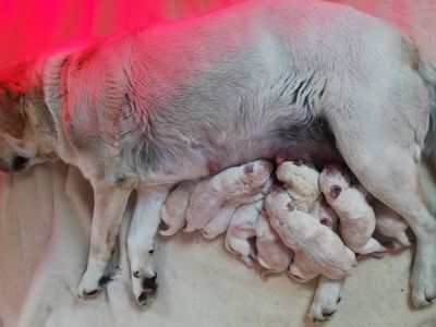 Chiots labrador