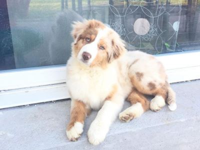 Chiots Berger Australien