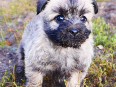 Chiots Cairn Terrier