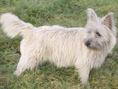 Cairn Terrier