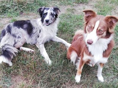 Border Collie