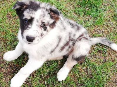 Chiots border collie