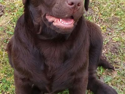 Chiots labrador chocolat