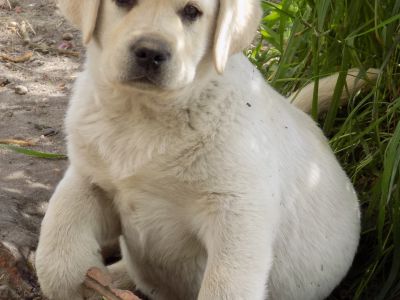 Chiots noir et sable