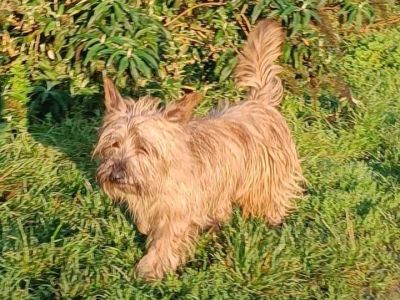 Mâle cairn terrier