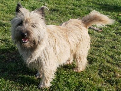 Femelles cairn terrier